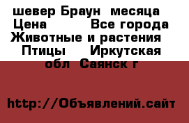 шевер Браун 2месяца › Цена ­ 200 - Все города Животные и растения » Птицы   . Иркутская обл.,Саянск г.